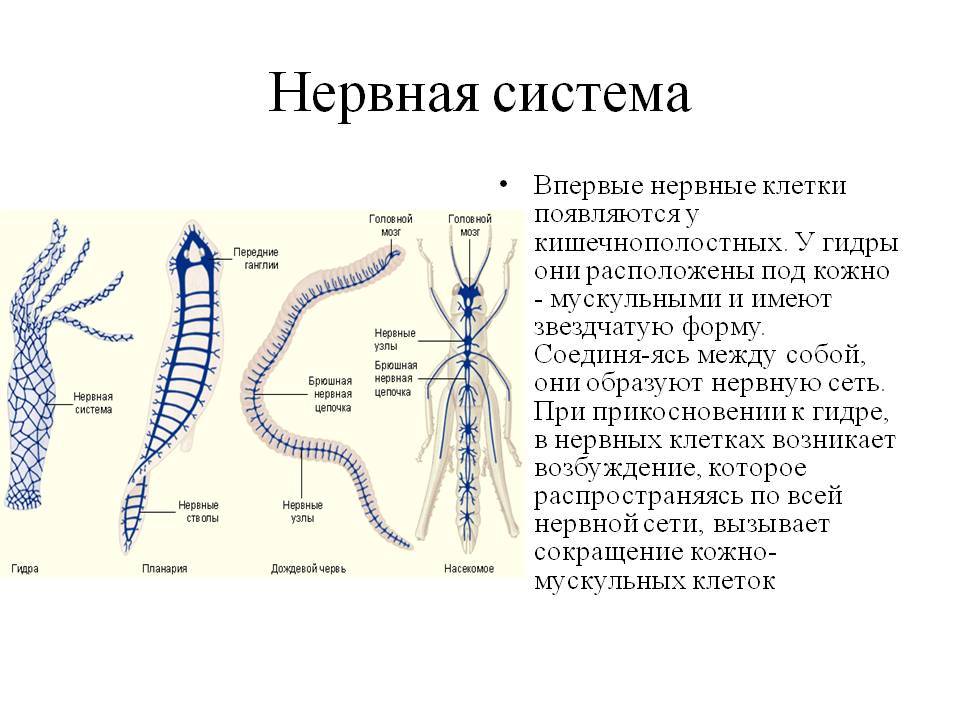 Кракен маркетплейс что